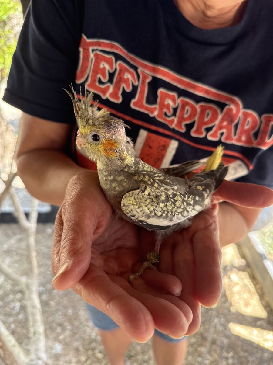 Cockatiel