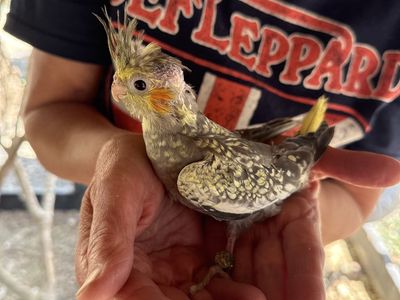 Cockatiel