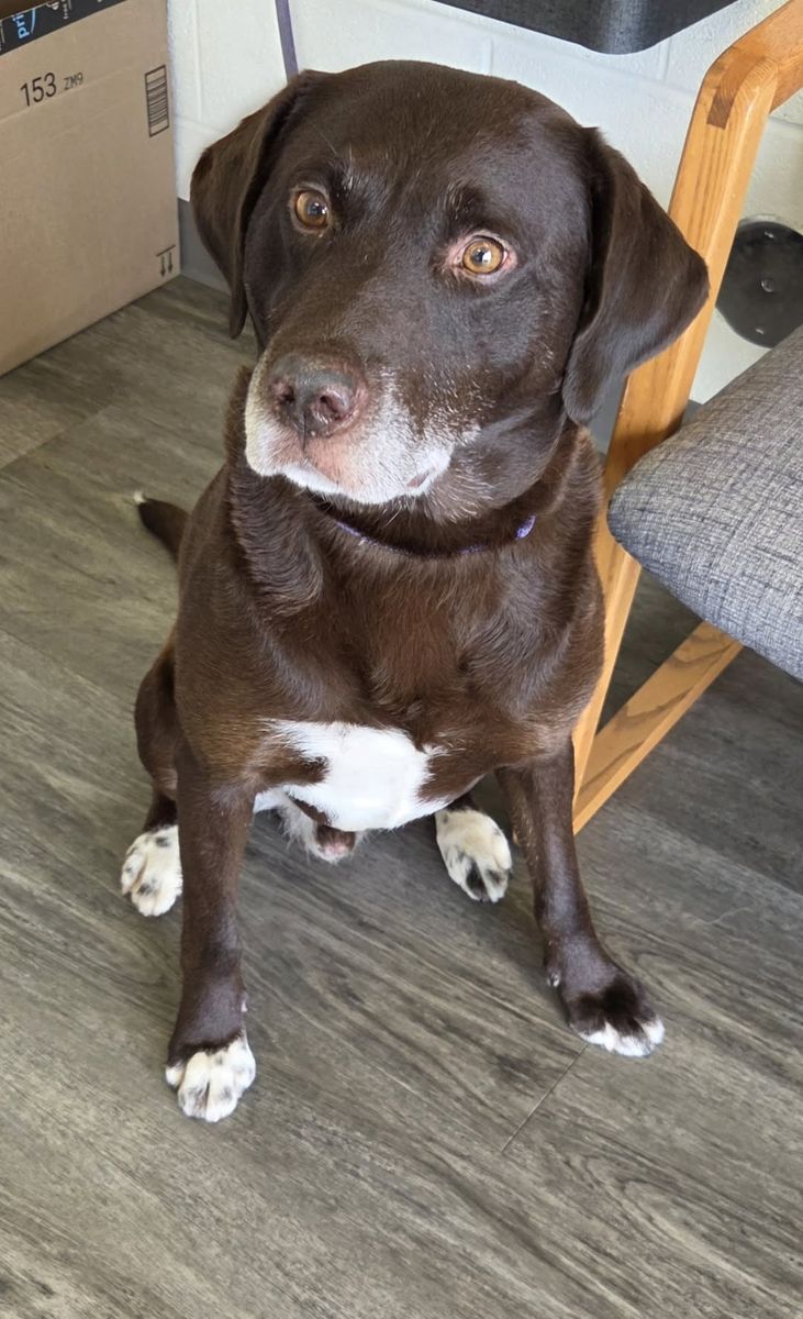 Found Dog: Help Us Reunite with Owner! Brigham City Animal Shelter