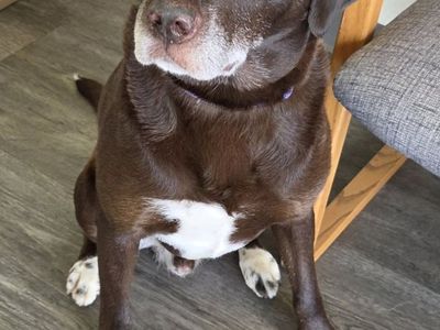 Found Dog: Help Us Reunite with Owner! Brigham City Animal Shelter