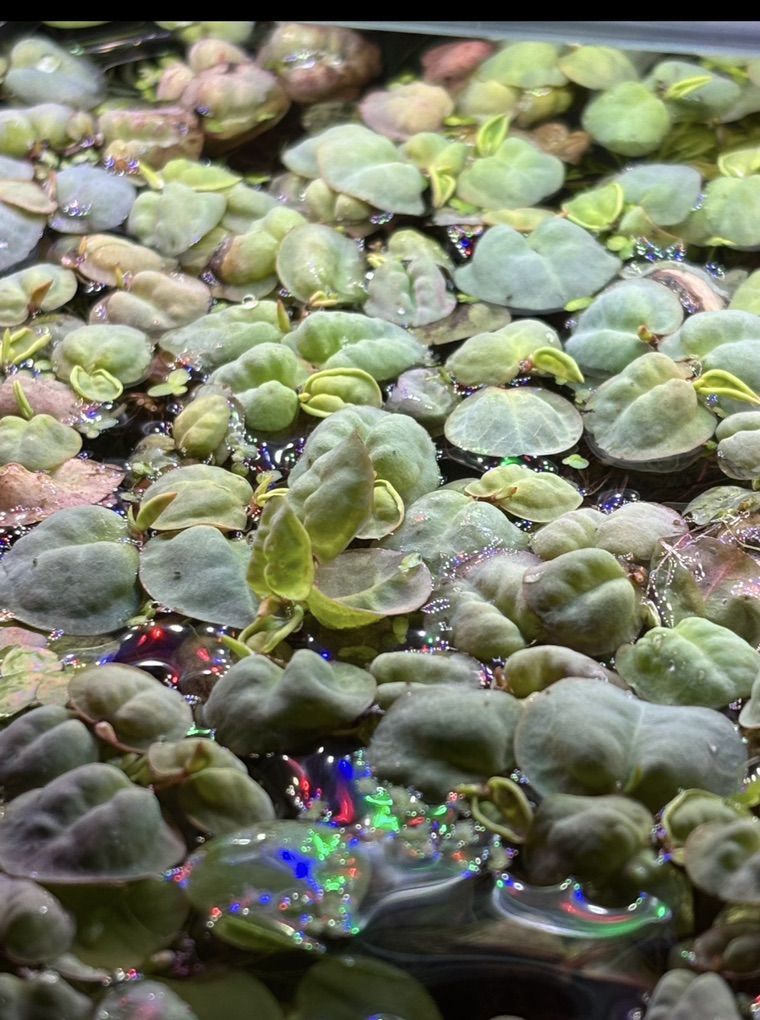 Red Root Floaters Aquarium Plant
