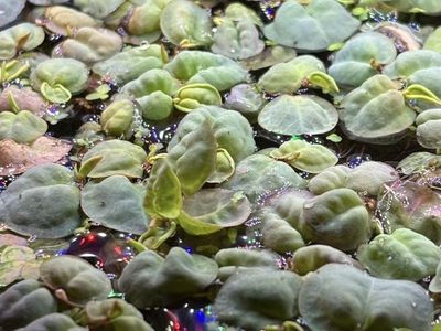 Red Root Floaters Aquarium Plant