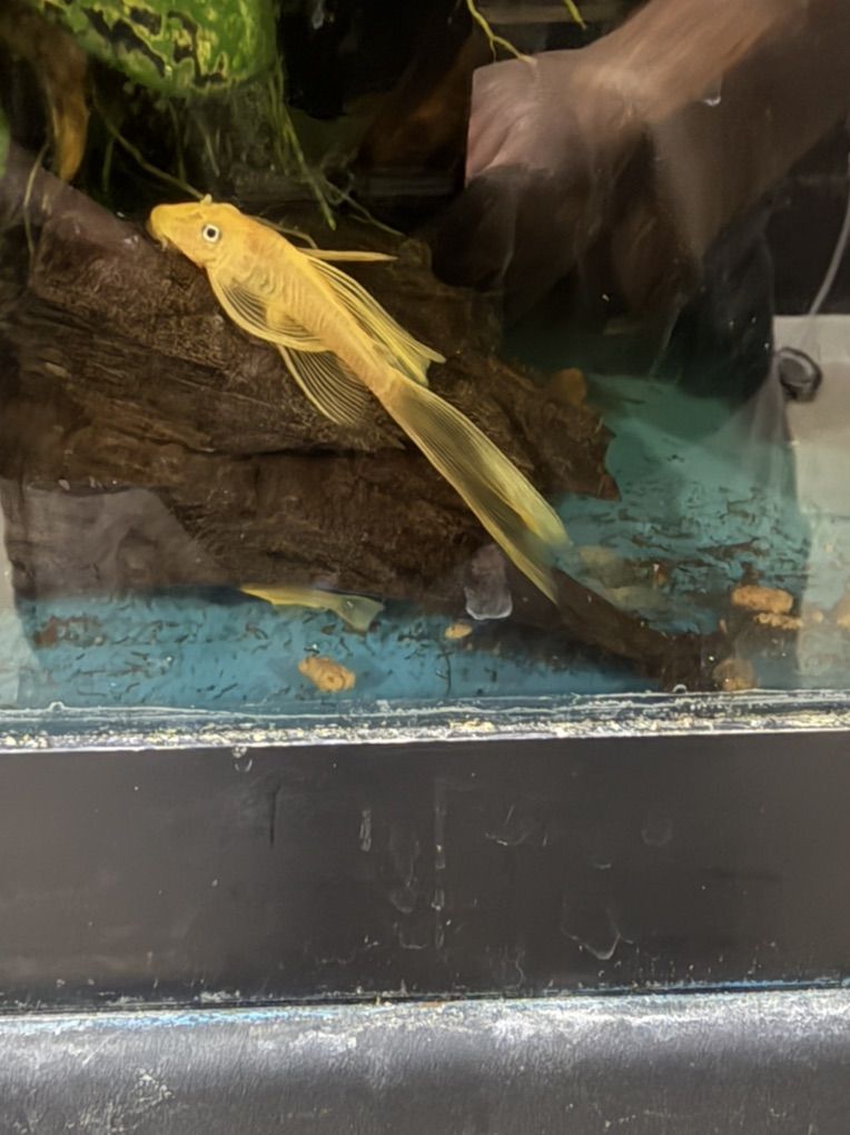 Longfin Blue Eye Lemon Bristlenose Pleco