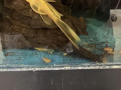 Longfin Blue Eye Lemon Bristlenose Pleco