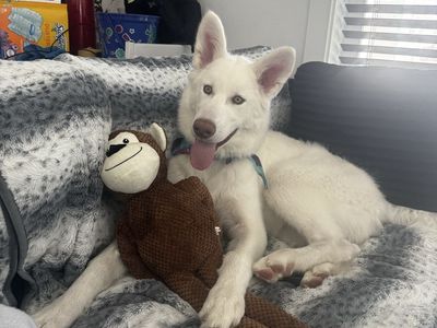9 month old pure white malamute