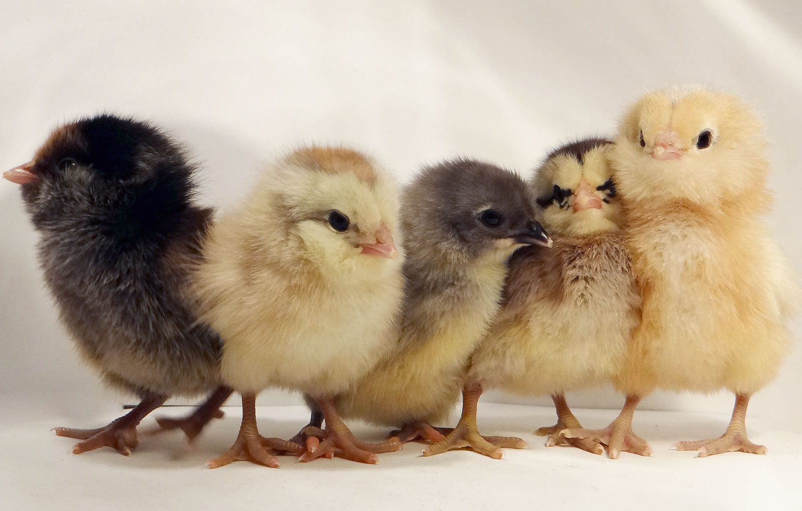 Backyard Chicken Starter Kit - Comes with (5) Chicks!