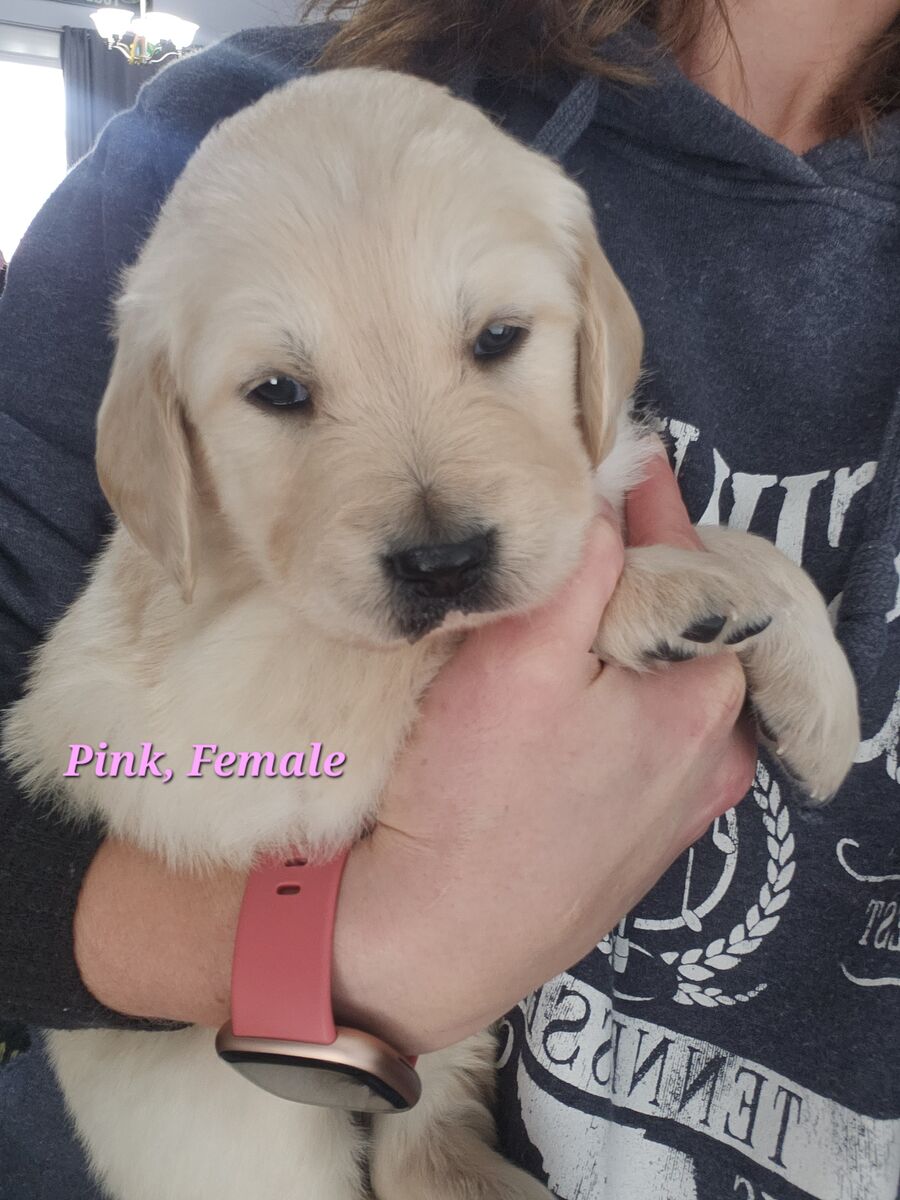 AKC Golden Retriever Puppies, Health tested Parents