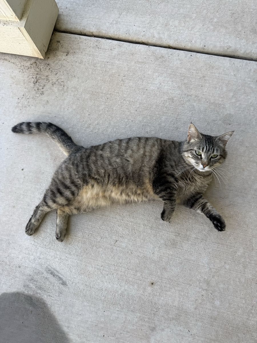 Free female cat (Very friendly, fixed, vaccinated)