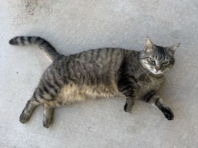 Free female cat (Very friendly, fixed, vaccinated)