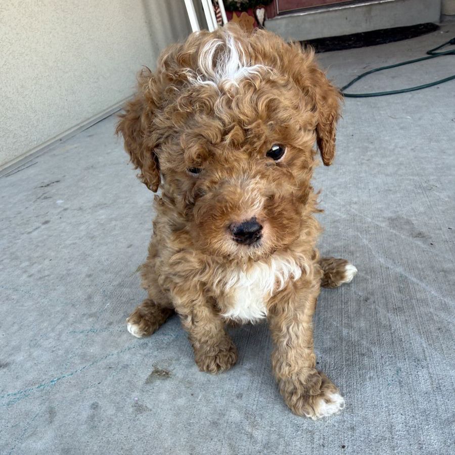 Adorable Mini Goldendoodle Puppies