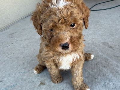 Adorable Mini Goldendoodle Puppies