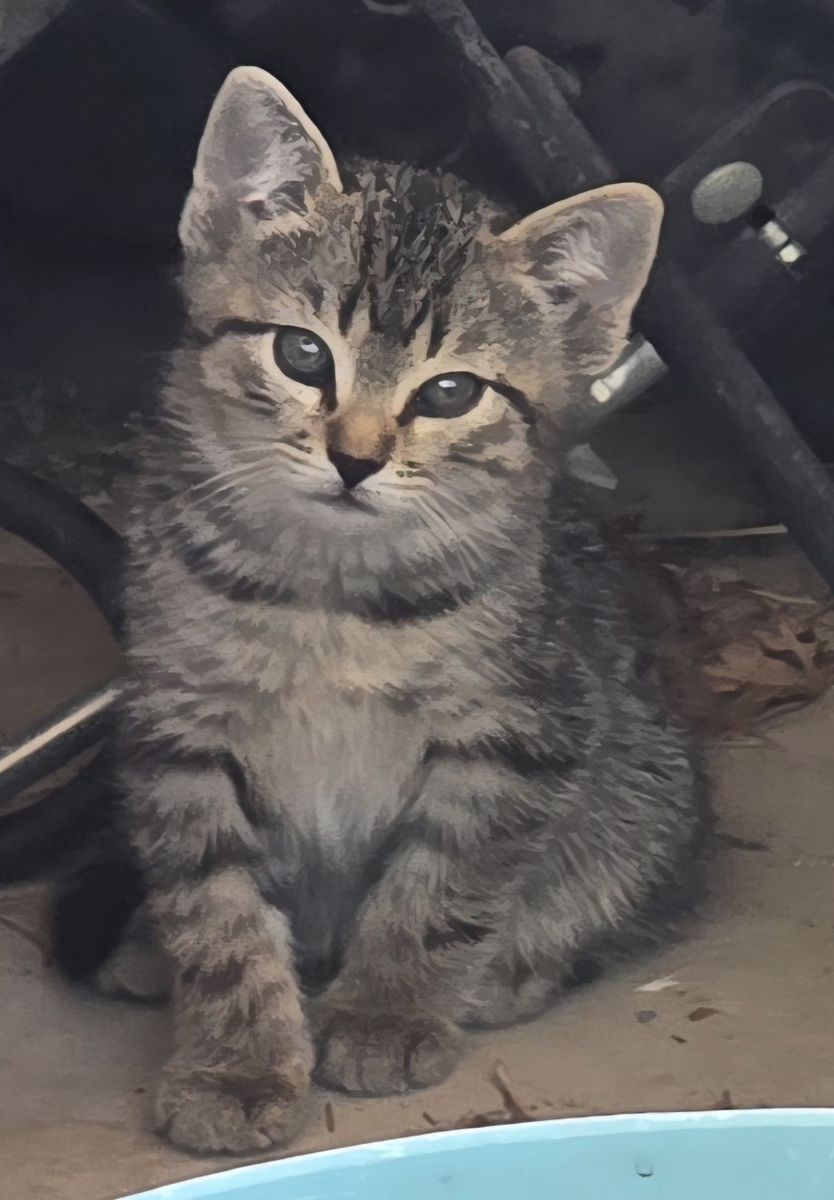 Kitten