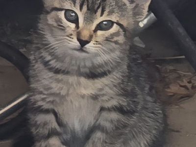 Kitten