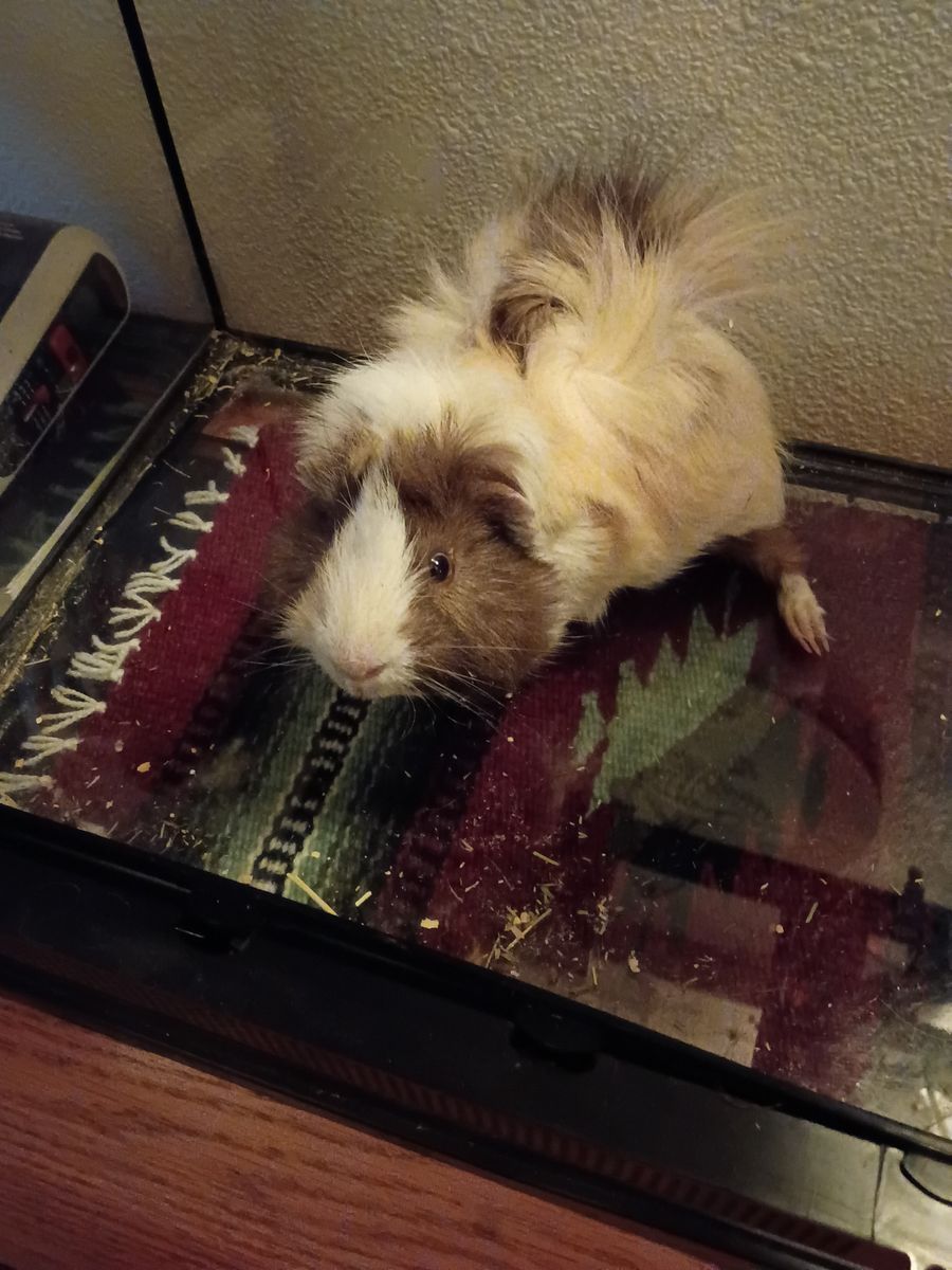 Long hair Male Guinea pig