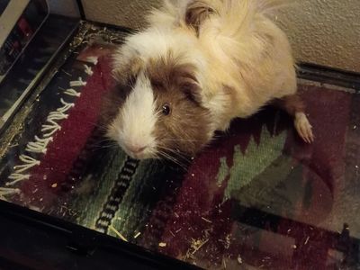 Long hair Male Guinea pig