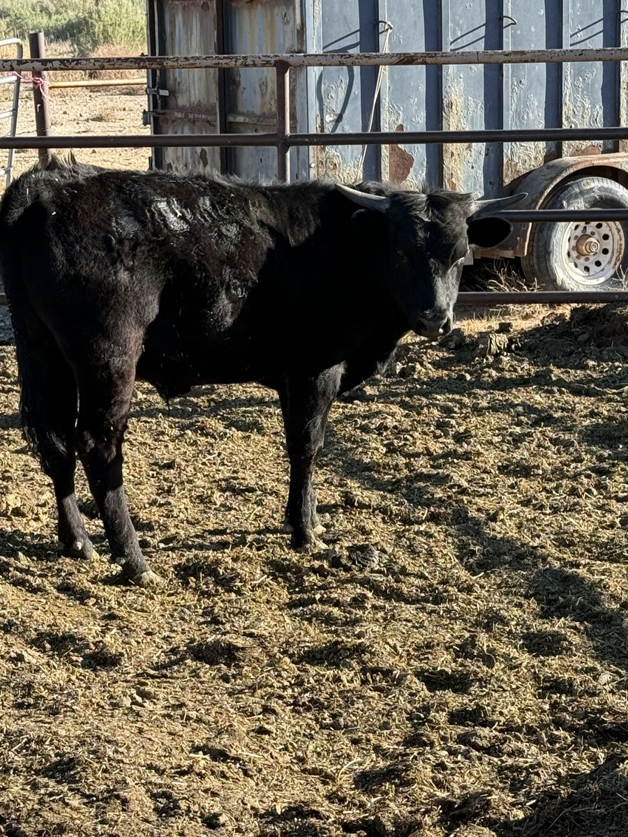 Corriente roping steers
