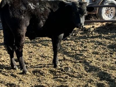 Corriente roping steers