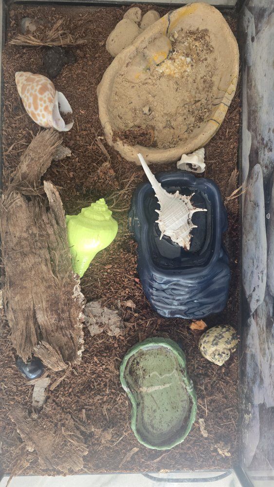 2 Hermit Crab, Tank Habitat Starter Kit - Includes Substrate, Dishes, and Decor