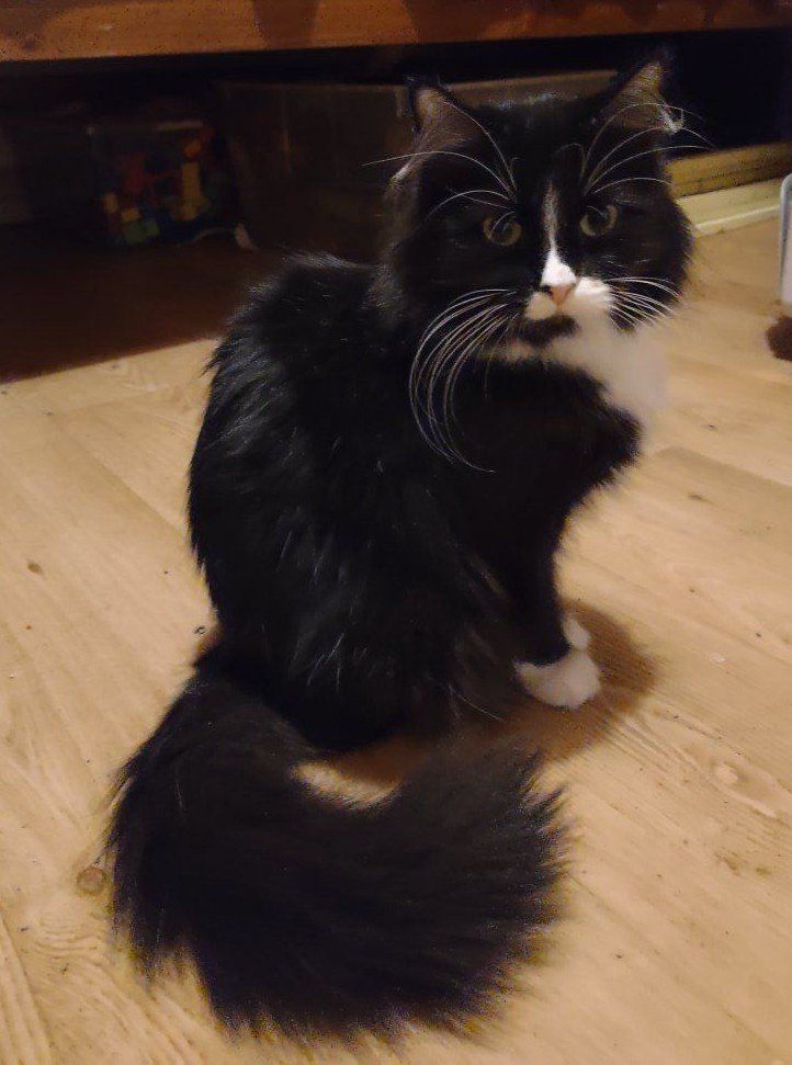 Sad Momma Cat Needs A Kitten