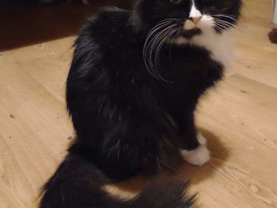 Sad Momma Cat Needs A Kitten