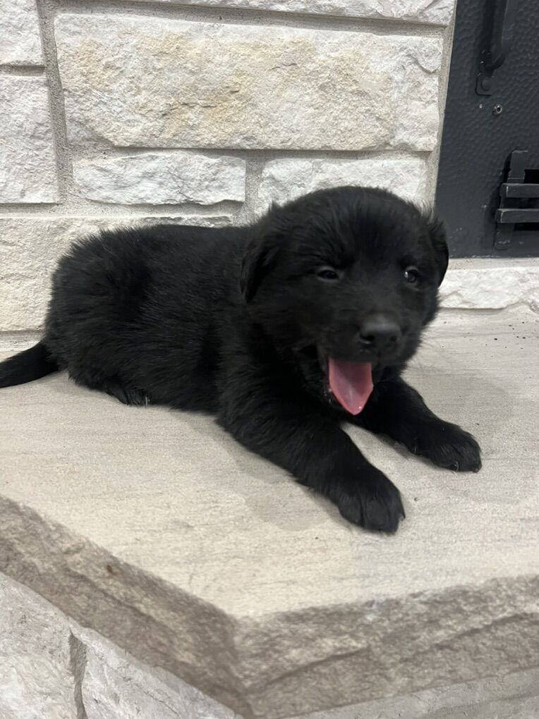 Golden Aussie Pups Australian Shepherd Retriever