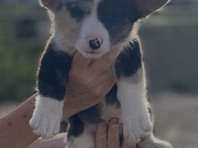 Corgi Puppies