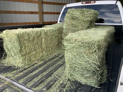 Timothy Grass