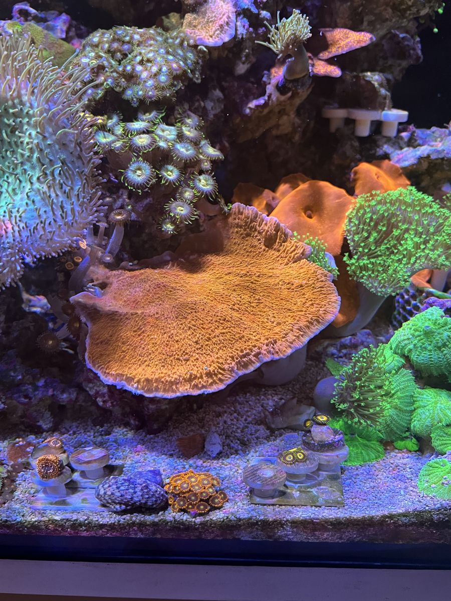 Coral frags - Montipora Cap