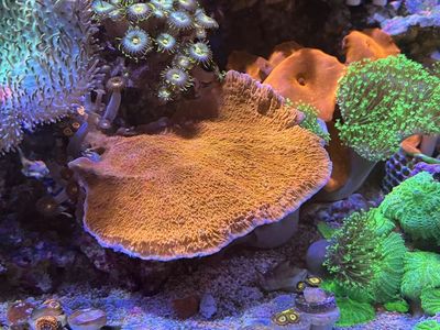 Coral frags - Montipora Cap