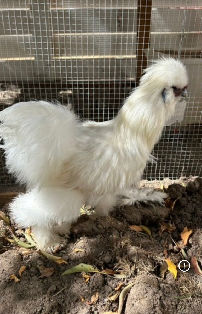 Silkie Bantum Rooster