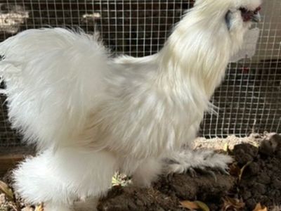 Silkie Bantum Rooster
