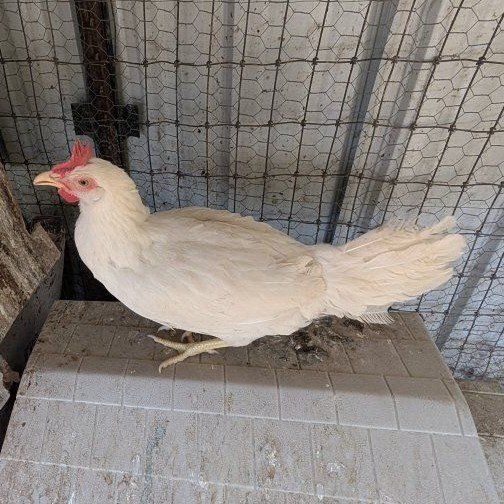 Young laying chickens
