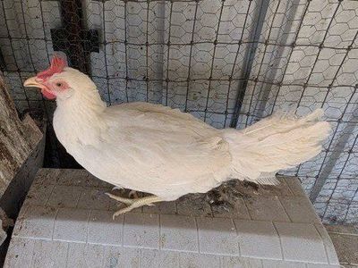 Young laying chickens