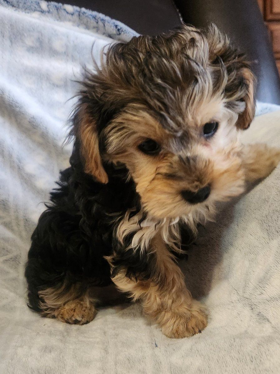 yorkiepoo puppy