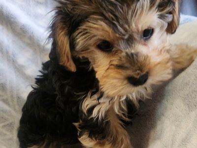 yorkiepoo puppy
