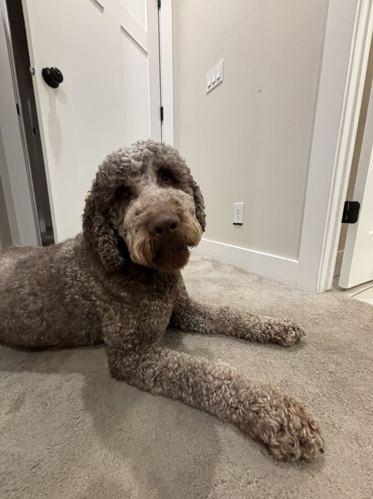 Doodle - Rehoming To Good Home