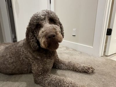 Doodle - Rehoming To Good Home
