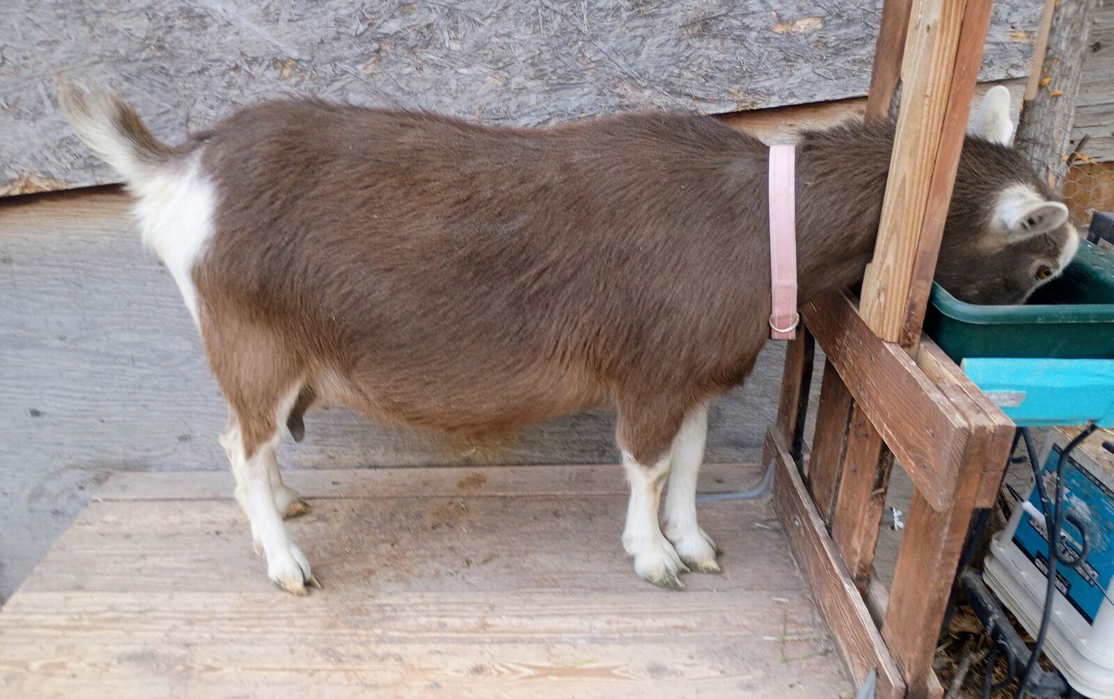 ADGA Nigerian Dwarf Doe in milk