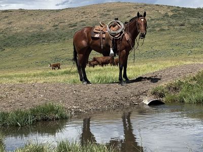 3 year old grade bay gelding