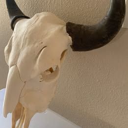 Bison Decor