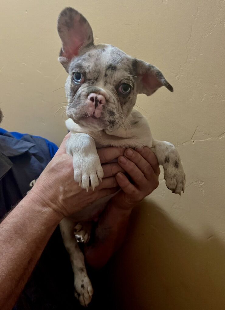 French Bulldog Puppies