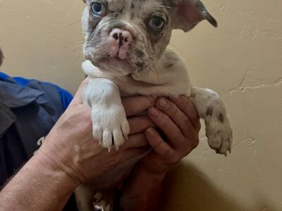 French Bulldog Puppies