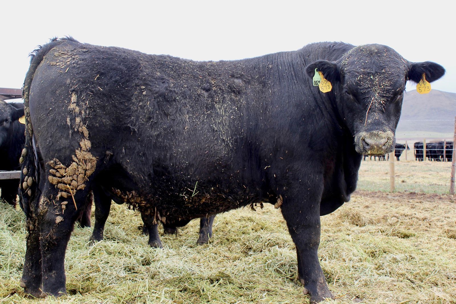 Registered Yearling Angus Bulls For Sale