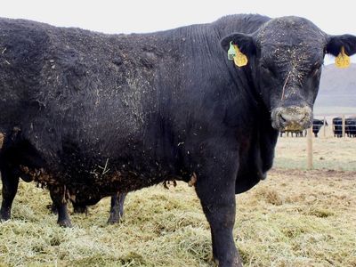 Registered Yearling Angus Bulls For Sale