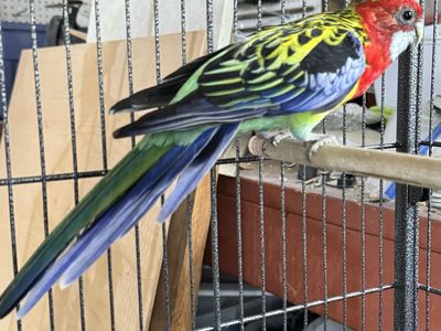 Beautiful Eastern Rosella Parrot - Vibrant Pet Bird