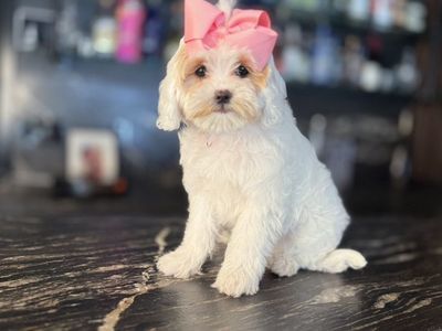 gorgeous Tiny Cavapoo Girls