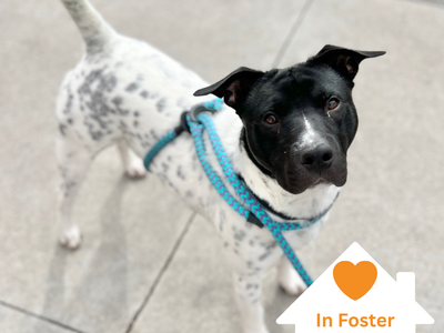 Hello my name is Nick