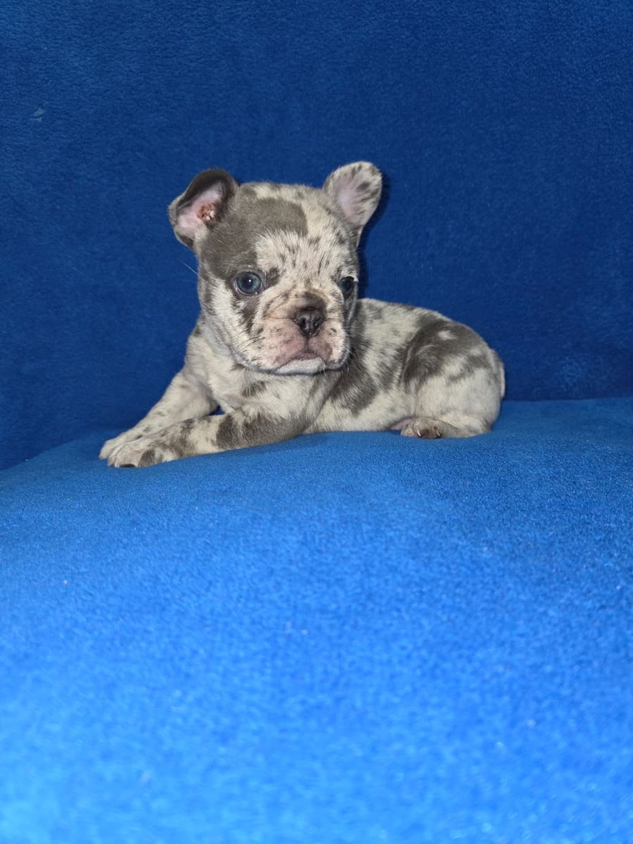 BLUE-EYED, BLUE-MERLE FRENCH BULLDOG PUPPY AKC