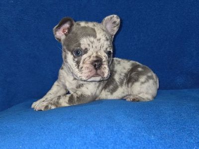 BLUE-EYED, BLUE-MERLE FRENCH BULLDOG PUPPY AKC