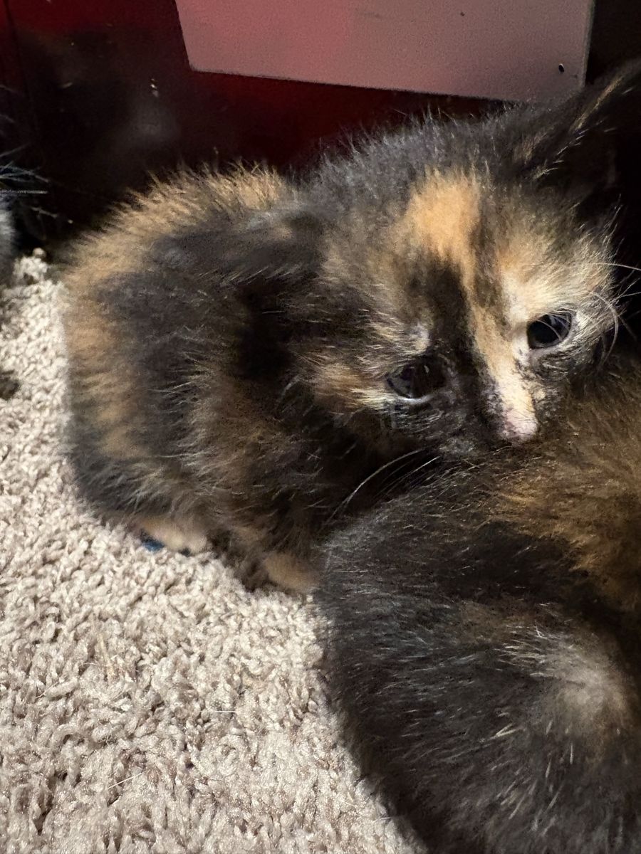 Female calico kittens